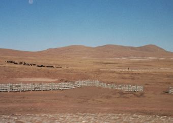 A herd of yaks.