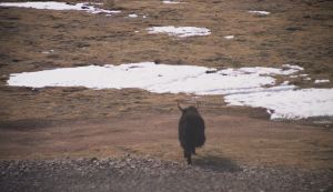 An unconcerned yak.